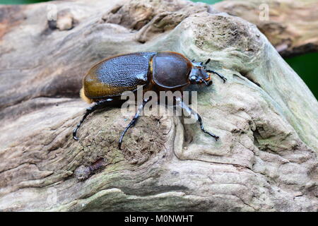 Una femmina di Hercules beetle divani intorno ai giardini alla ricerca di un compagno. Foto Stock