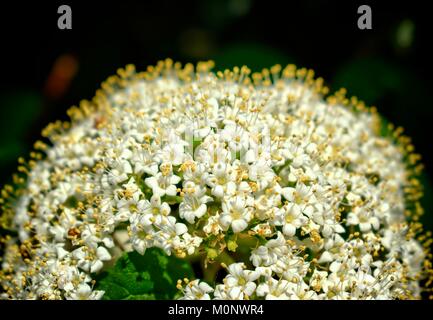 Natura,fiori,l'ambiente,parchi e giardini di concept-molla bianchi e profumati fiori di arbusti Viburnum lantana Foto Stock