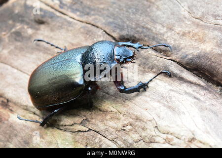 Una femmina di Hercules beetle divani intorno ai giardini alla ricerca di un compagno. Foto Stock