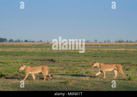 Leonesse (Panthera leo),due femmine eseguire attraverso prati,Chobe National Park,Chobe District,Botswana Foto Stock