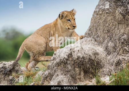 Giovani Lion (Panthera leo) salite su un tumulo termite,Savuti,Chobe National Park,Chobe District,Botswana Foto Stock