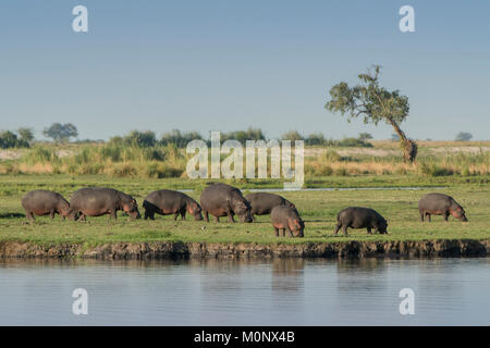 Ippopotami (Hippopotamus amphibius) pascolano sulla sponda del fiume,Chobe River Front,Chobe National Park,Chobe District,Botswana Foto Stock
