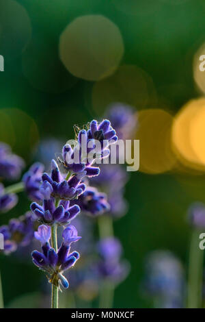Fioritura lavanda (Lavendula) nella luce posteriore Foto Stock