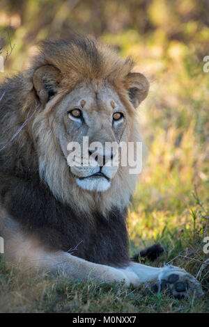 Kalahari lion (Panthera leo vernayi),il maschio, Ritratto,Nxai Pan National Park,quartiere Ngamiland,Botswana Foto Stock