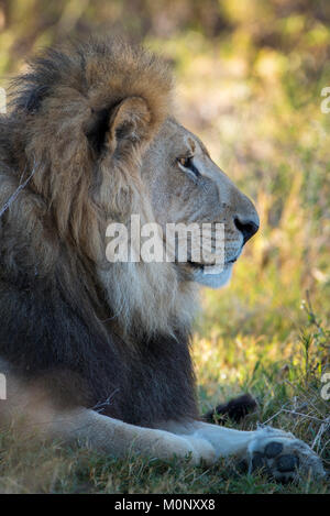 Kalahari lion (Panthera leo vernayi),il maschio, ritratto,,laterale Nxai Pan National Park,quartiere Ngamiland,Botswana Foto Stock