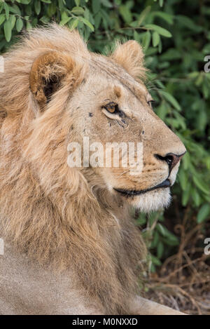 Lion (Panthera leo),il maschio, ritratto,vista laterale,Savuti,Chobe National Park,Chobe District,Botswana Foto Stock