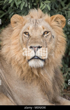 Lion (Panthera leo),il maschio, ritratto,Savuti,Chobe National Park,Chobe District,Botswana Foto Stock
