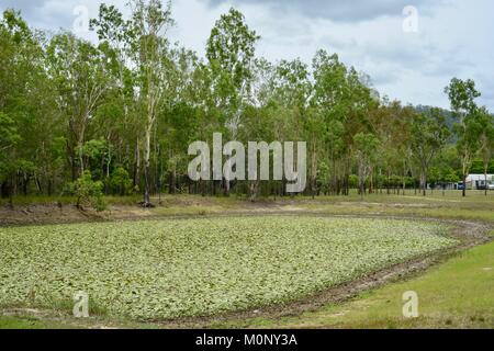 Diga a Herveys patrimonio di gamma camere di tè, Thornton Gap Road, Hervey gamma, Queensland, Australia Foto Stock