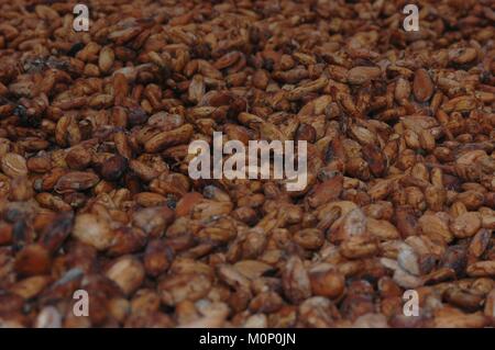 Essiccazione materie chicchi di cacao Foto Stock