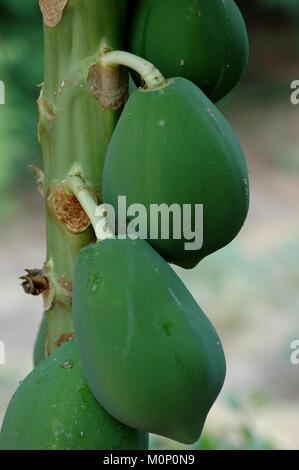 Papaya verde sul suo albero Foto Stock