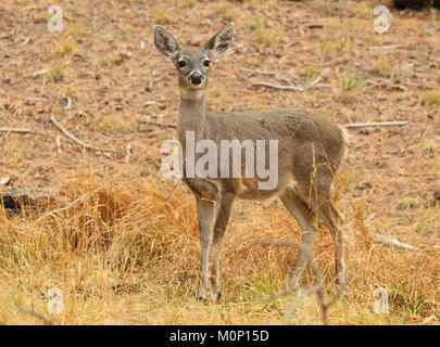 Una femmina di Coues' White-Tailed Deer pausa dall alimentazione nelle montagne dell'Arizona. Foto Stock
