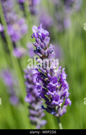 Viola o blu lavanda piante in fiore a un allevamento di fiore. Dundee, Oregon, Stati Uniti d'America Foto Stock