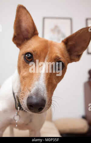 Jack Russell Terrier cucciolo, testa e spalle ritratto Foto Stock