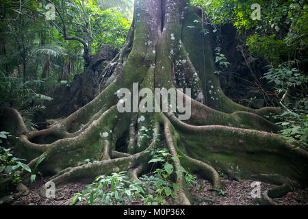 Costa Rica,osa peninsula,formaggio albero con radici tentaclaires nella foresta primaria Foto Stock