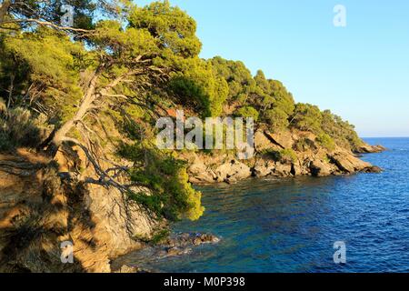 Francia,Var,Rayol : Canadel sur Mer,Domaine du Rayol :,giardino mediterraneo, proprietà del Conservatoire du Littoral Foto Stock