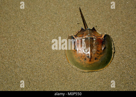 NC01412-00...CAROLINA DEL NORD - il duro carapace di un granchio a ferro di cavallo che si trova lungo le spiagge di sabbia della Outer Banks. Foto Stock