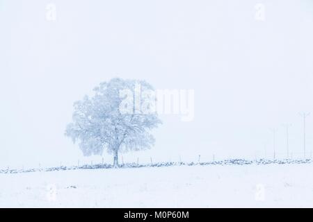 Francia,Lozere,Nasbinals,faggio nella neve lungo una parete di pietra Foto Stock