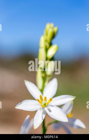 Francia,Var,Vidauban,riserva naturale nazionale della pianura del Maures,St Bernard lily (Anthericum liliago) Foto Stock