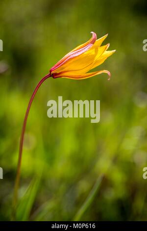 Francia,Var,Vidauban,riserva naturale nazionale della Plaine des Maures,woodland tulip (Tulipa sylvestris) Foto Stock