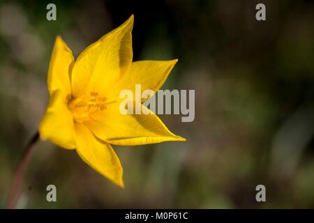 Francia,Var,Vidauban,riserva naturale nazionale della Plaine des Maures,woodland tulip (Tulipa sylvestris) Foto Stock