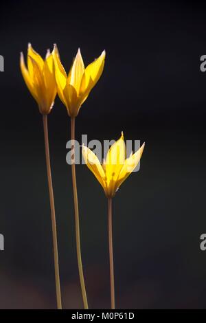 Francia,Var,Vidauban,riserva naturale nazionale della Plaine des Maures,woodland tulip (Tulipa sylvestris) Foto Stock