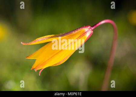 Francia,Var,Vidauban,riserva naturale nazionale della Plaine des Maures,woodland tulip (Tulipa sylvestris) Foto Stock