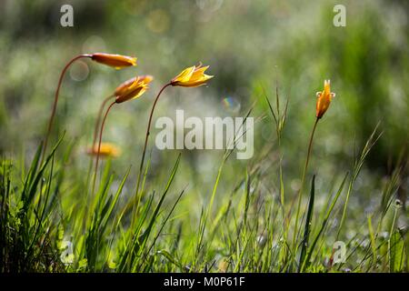 Francia,Var,Vidauban,riserva naturale nazionale della Plaine des Maures,woodland tulip (Tulipa sylvestris) Foto Stock