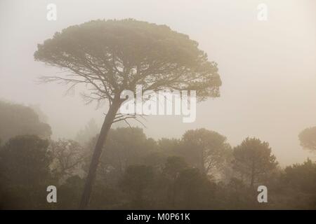 Francia,Var,Vidauban,riserva naturale nazionale della Plaine des Maures,ombrello di pino o parasol pine (Pinus pinea) Foto Stock