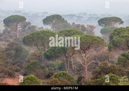 Francia,Var,Vidauban,riserva naturale nazionale della Plaine des Maures,ombrello di pino o parasol pine (Pinus pinea) Foto Stock