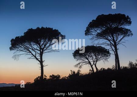 Francia,Var,Vidauban,riserva naturale nazionale della Plaine des Maures,ombrello di pino o parasol pine (Pinus pinea) Foto Stock