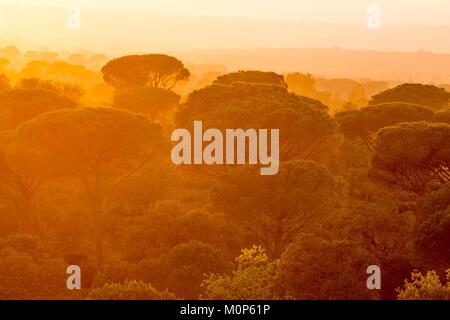 Francia,Var,Vidauban,riserva naturale nazionale della Plaine des Maures,ombrello di pino o parasol pine (Pinus pinea) Foto Stock