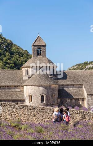 Francia,Vaucluse,Comune di Gordes,campo di lavanda di fronte all'abbazia di Notre-dame de Sénanque del XII secolo Foto Stock