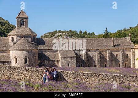 Francia,Vaucluse,Comune di Gordes,campo di lavanda di fronte all'abbazia di Notre-dame de Sénanque del XII secolo Foto Stock