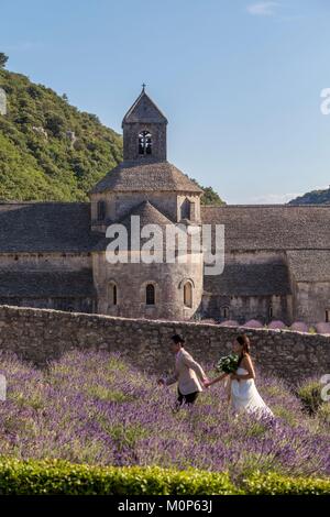 Francia,Vaucluse,Comune di Gordes,campo di lavanda di fronte all'abbazia di Notre-dame de Sénanque del XII secolo Foto Stock