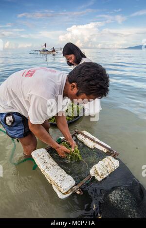 Filippine,Palawan,Roxas,giovane portando indietro lato alghe (Caulerpa lentillifera) Foto Stock