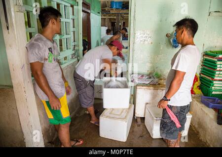 Filippine,Palawan,Roxas,cernie preparato per essere vissuto in esportazione verso la Cina e Hong Kong ristoranti Foto Stock