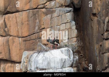 Sud Africa,Superiore Karoo,Black stork (Ciconia nigra),giovane sul nido in una scogliera Foto Stock