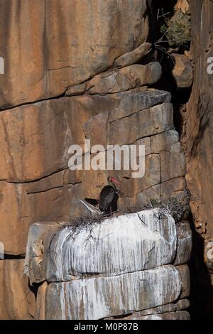 Sud Africa,Superiore Karoo,Black stork (Ciconia nigra),il nido in una scogliera Foto Stock