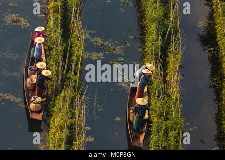 Myanmar,Stato Shan,Taunggyi District,Nyaung Shwe città,habitat lacustre,i giardini galleggianti,galleggianti di colture di pomodoro,barche (vista aerea) Foto Stock