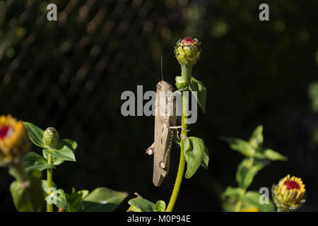 Profilo closeup di un grande adulto egiziano locusto Anacridium aegyptium aggrappato ad un gambo di zinnia su uno sfondo nero Foto Stock