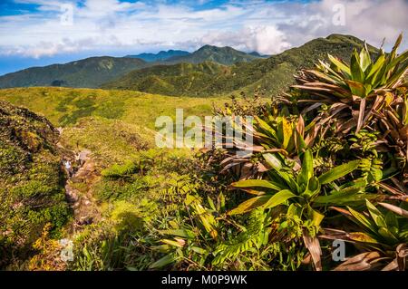 Francia,caraibi,Piccole Antille,Guadalupa,Basse-Terre e Saint-Claude,la vegetazione sui fianchi del vulcano Soufrière è notevole per la sua biodiversità,varia su tre livelli: la densa foresta pluviale fino a 1.100 metri,dense scrub umido tra 1.100 e 1.400 metri,costituito da arbusti non supera i due metri di altezza (tra l'altro,Schefflera attenuata,Clusia mangle,Miconia coriacea),il vertice praterie da cui emergono bromeliaceae: Guzmania plumieri onnipresente,e soprattutto Pitcairnia bifrons,specie pioniere presente fino ai bordi delle bocche eruttive Foto Stock