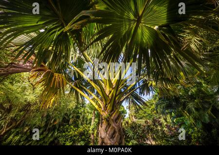 Francia,caraibi,Piccole Antille,Guadalupa,Basse-Terre,Deshaies,Talipot (Corypha umbraculifera),palme giganti di botanica e giardino degli animali, Foto Stock