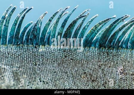 Francia,caraibi,Piccole Antille,Guadalupa,Basse-Terre,bollitura,dettaglio della cresta e scale di un verde (Iguana Iguana iguana) sfilando sulla scogliera di roccia Malendure Foto Stock