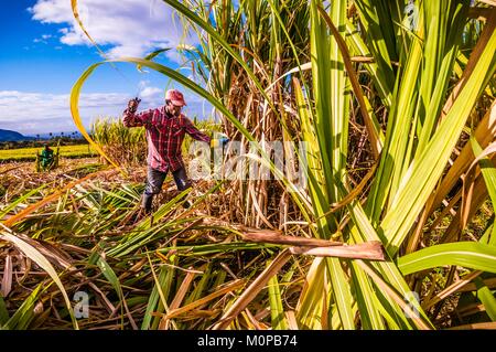 Francia,caraibi,Piccole Antille,Guadalupa,Basse-Terre,distilleria di rum agricolo Bologna,Manuale di taglio di canna da zucchero sulle altezze di Basse-Terre Foto Stock