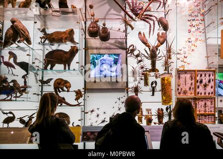 Stati Uniti,New York,New York City,Upper West Side,Museo di Storia Naturale,sala della biodiversità Foto Stock