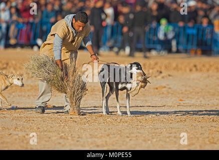 Tunisia,Douz,Sahara,festival internazionale del Sahara Douz,Sloughi Caccia Foto Stock