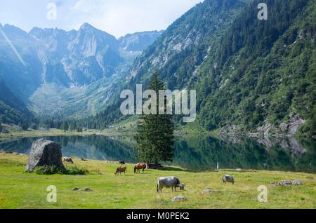 La Svizzera,Grisoni,trekking nella Val Cama Foto Stock