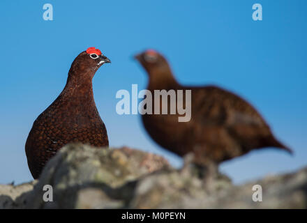 Maschio di gallo forcello rosso Lagopus lagopus seduto su una parete con il blu del cielo blu, Yorkshire Dales Inghilterra Foto Stock