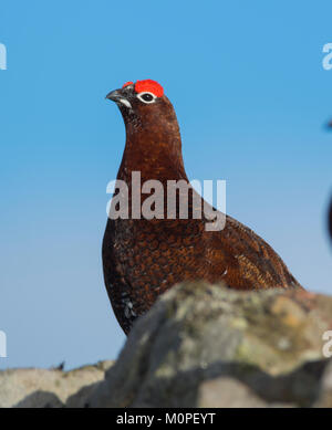 Maschio di gallo forcello rosso Lagopus lagopus seduto su una parete con il blu del cielo blu, Yorkshire Dales Inghilterra Foto Stock