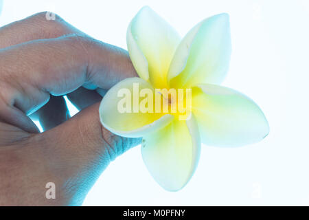 Mano umana tenendo un fiore bianco (Plumeria Alba) Foto Stock